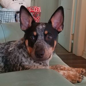 Meet your Posher, Linda